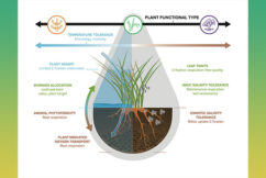 A Roadmap for Improving Models of Coastal Wetland Vegetation
