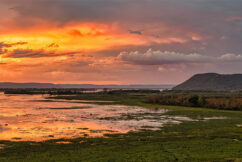 Simulating Coastal Wetland Processes in the E3SM Land Model