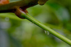 Linking Water and Carbon Cycles Across Landscapes