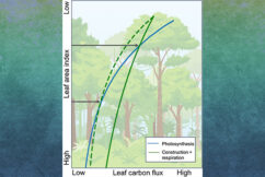 Field-based Canopy Gradients in Leaf Respiration Improve Canopy Structure in the ELM-FATES Demography Model