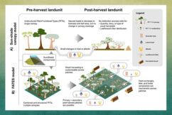 Vegetation demography plays a crucial role in the effects of wood harvesting on the land surface properties